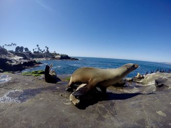 Seals on rock formation against blue sky