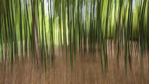 Full frame shot of palm trees