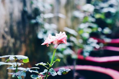 Close-up of pink flowers blooming outdoors