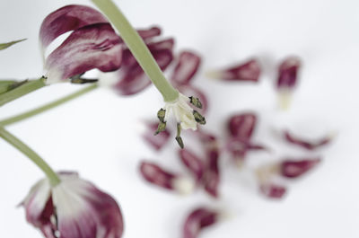 Close-up of pink flowers over white background