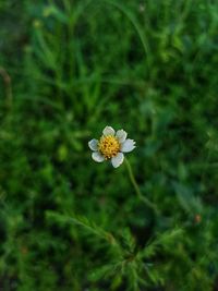 Close-up of white flowering plant