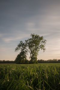 Scenic view of grassy field against sky