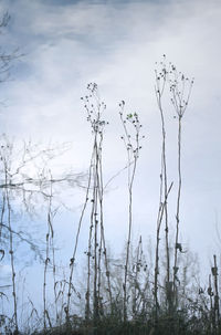 Close-up of plants by lake against sky