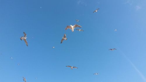 Low angle view of birds flying against blue sky