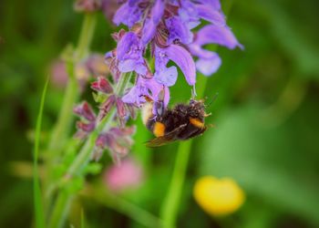 Close-up of bee on purple flower