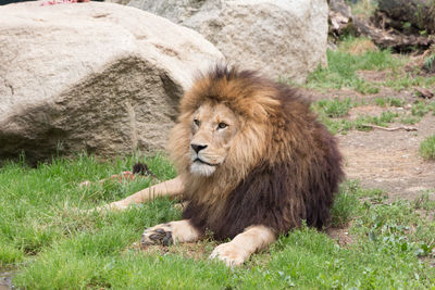 Lion resting on grassy field