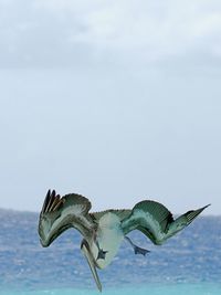 Close-up of lizard against sky