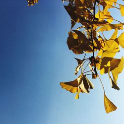 Low angle view of autumnal leaves against blue sky