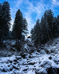 Trees on snow covered land against sky