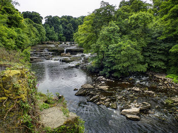 Stream flowing through forest