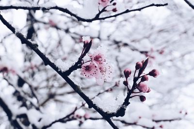 Close-up of snow covered cherry tree