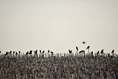 View of birds on land against sky