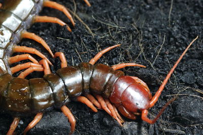 Close-up of crab