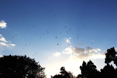 Low angle view of silhouette trees against sky