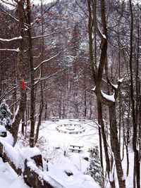 Snow covered trees in forest