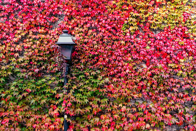 Plants growing by street light during autumn