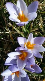 Close-up of crocus blooming outdoors