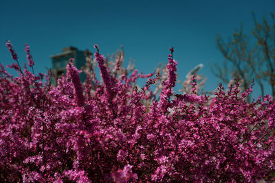 Low angle view of pink flowering plants against sky