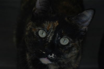 Close-up portrait of a cat