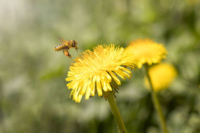 A bee collects honey from dandelions against a background of blurry flowers