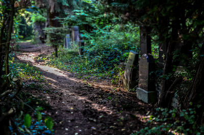 Footpath in forest