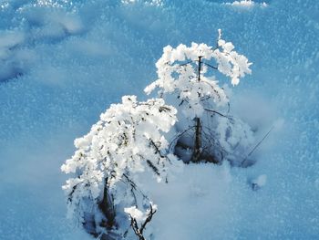 Snow covered trees on field