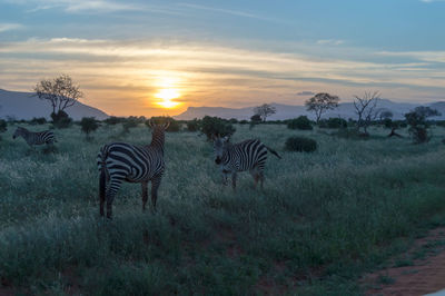 View of zebras on field against sky during sunset