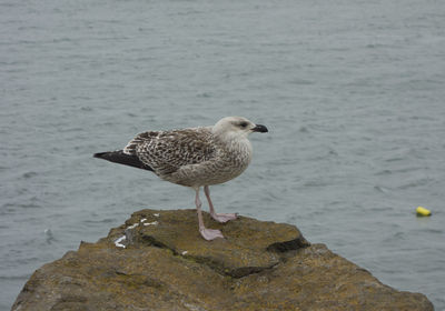 A glaucous gull, a seabird and migratory which moves for wintering