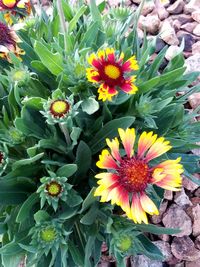 Close-up of yellow flower