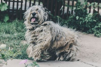 Yorkshire terrier fluffy haired dog on lawn