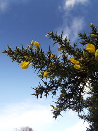 Low angle view of flower tree against clear sky