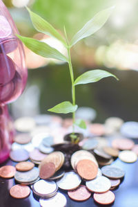 Close-up of coins and seedling