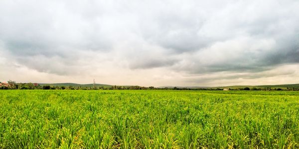Scenic view of agricultural field against sky