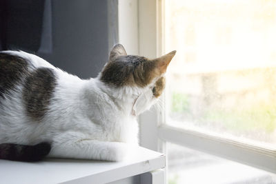 Close up shot of cute white cat with dark spots looking out the window and sit beside the window.