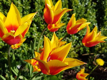 Close-up of yellow flower