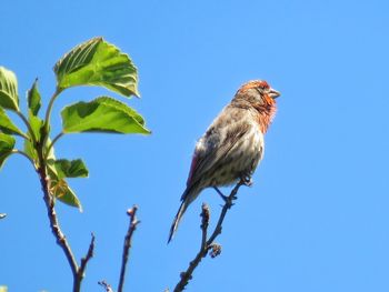Low angle view of bird perching on tree against clear blue sky