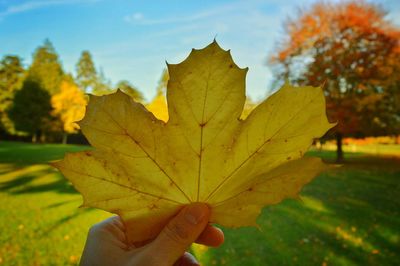 Close-up of autumnal leaves