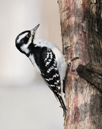 Close-up of bird perching on tree trunk