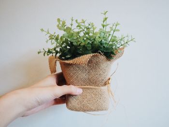 Close-up of human hand holding plants in burlap against wall