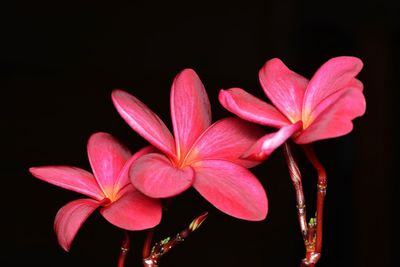 Close-up of frangipani flowers against black background