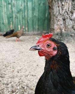 Close-up of a bird