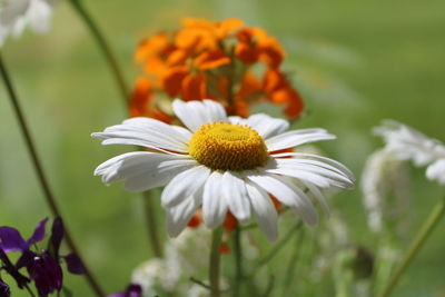 Close-up of white flower