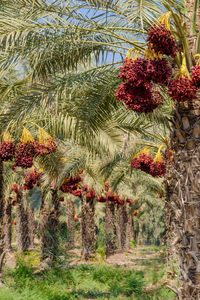 Close-up of palm tree with red berries