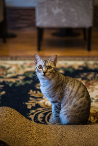 Portrait of cat while sitting on carpet
