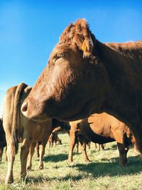 Horses grazing on field against clear sky