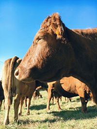 Cattle standing on grassy field against clear blue sky during sunny day