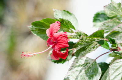 Close-up of red hibiscus flower