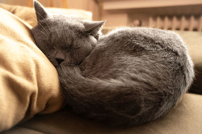 Close-up of cat sleeping