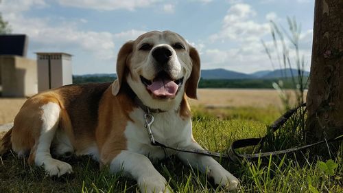 View of a dog on field