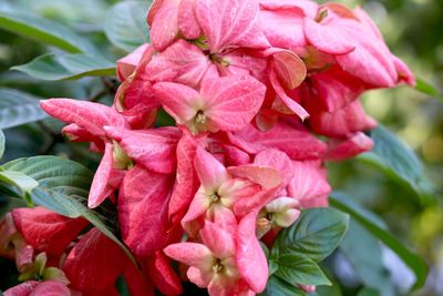 Close-up of pink flowers